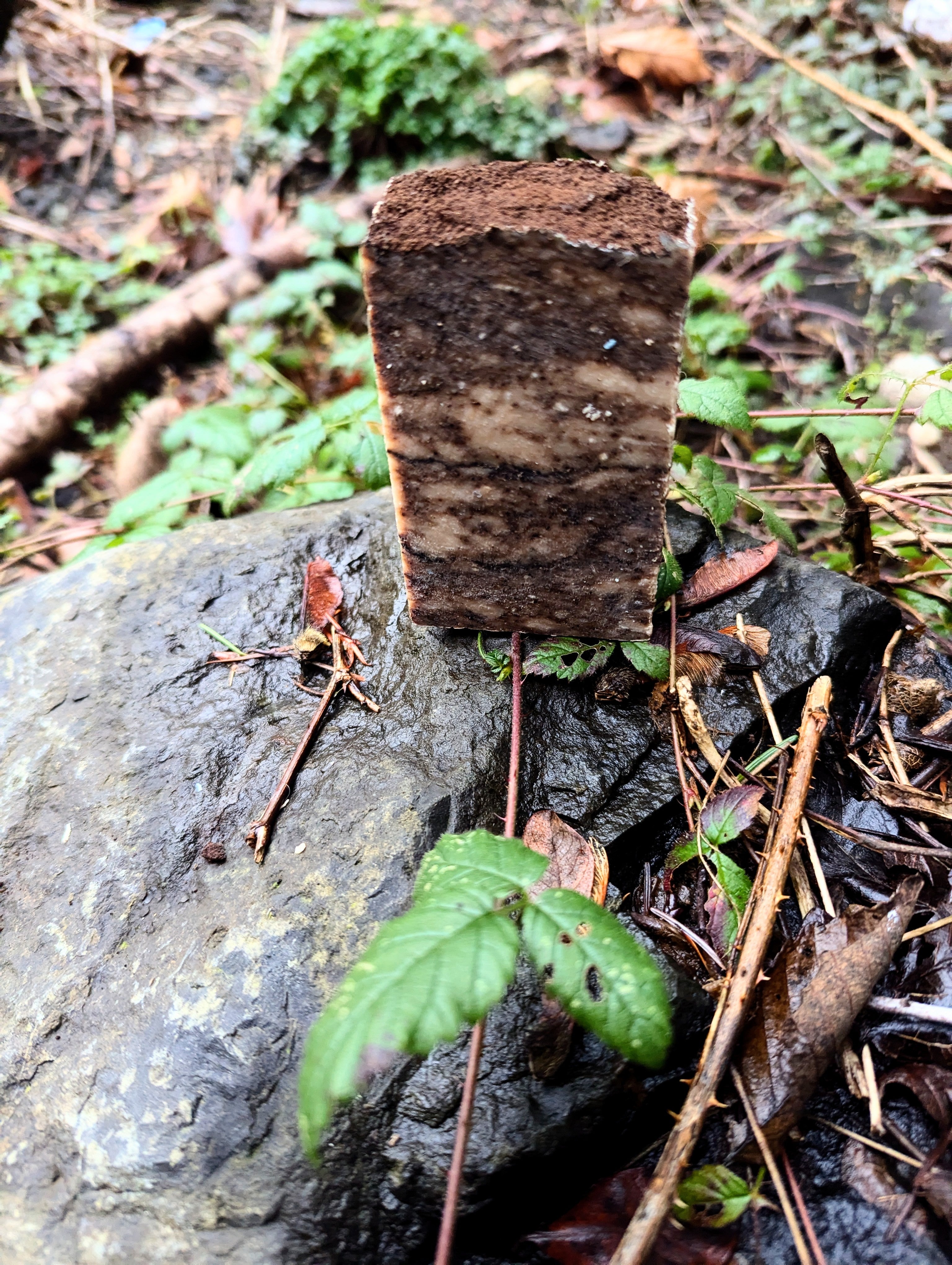 Cappuccino exfoliation Lard bar - ButteredSoapery