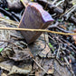 Harvest Fig