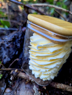 Whipped Tallow Body Butter - ButteredSoapery