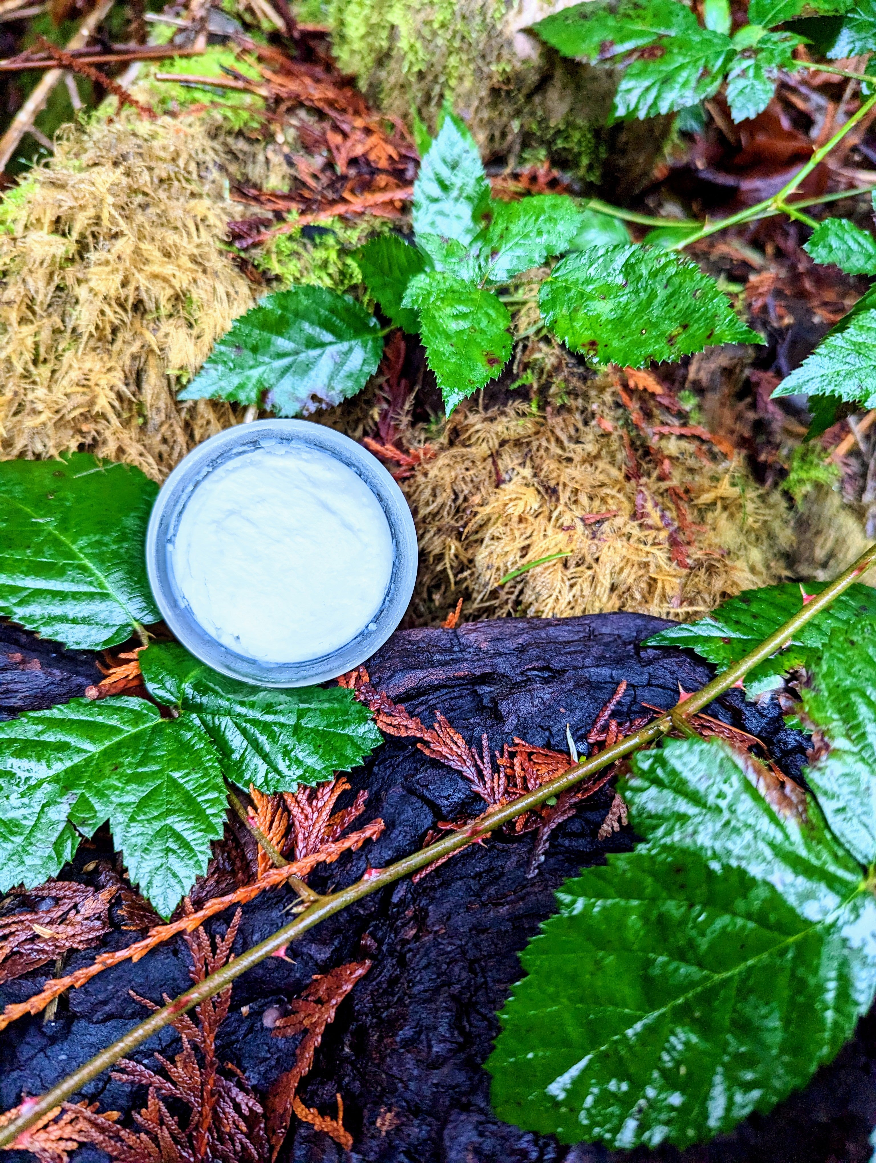 Whipped Shea Body Butter